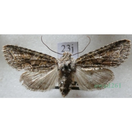 Dryobotodes eremita (Fabricius, 1775) Slovakia23j
